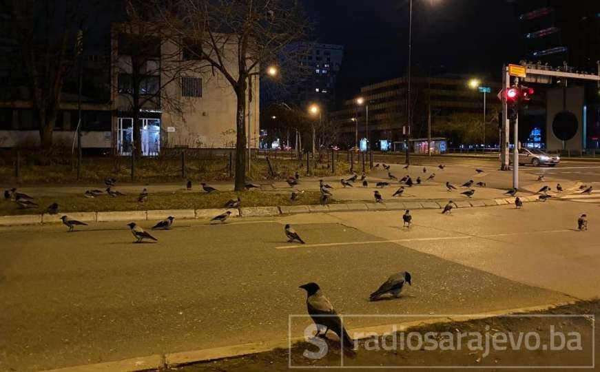 Istražili smo: Šta je pozadina okupljanja vrana u kasnim satima na ulicama Sarajeva?